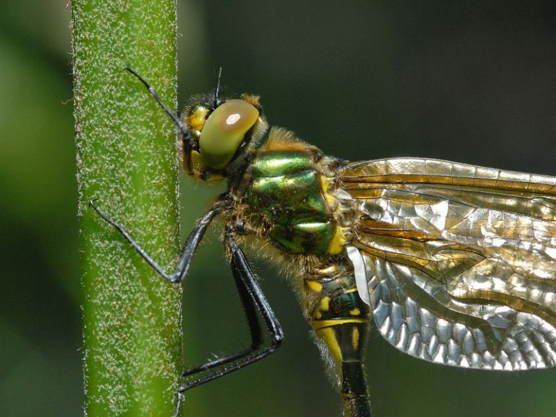 Dragonfly Week